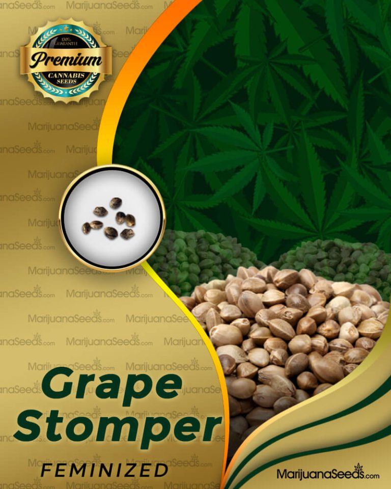 Grape Stomper Strain Feminized Marijuana Seeds
