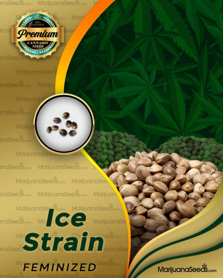 Ice Strain Feminized Marijuana Seeds