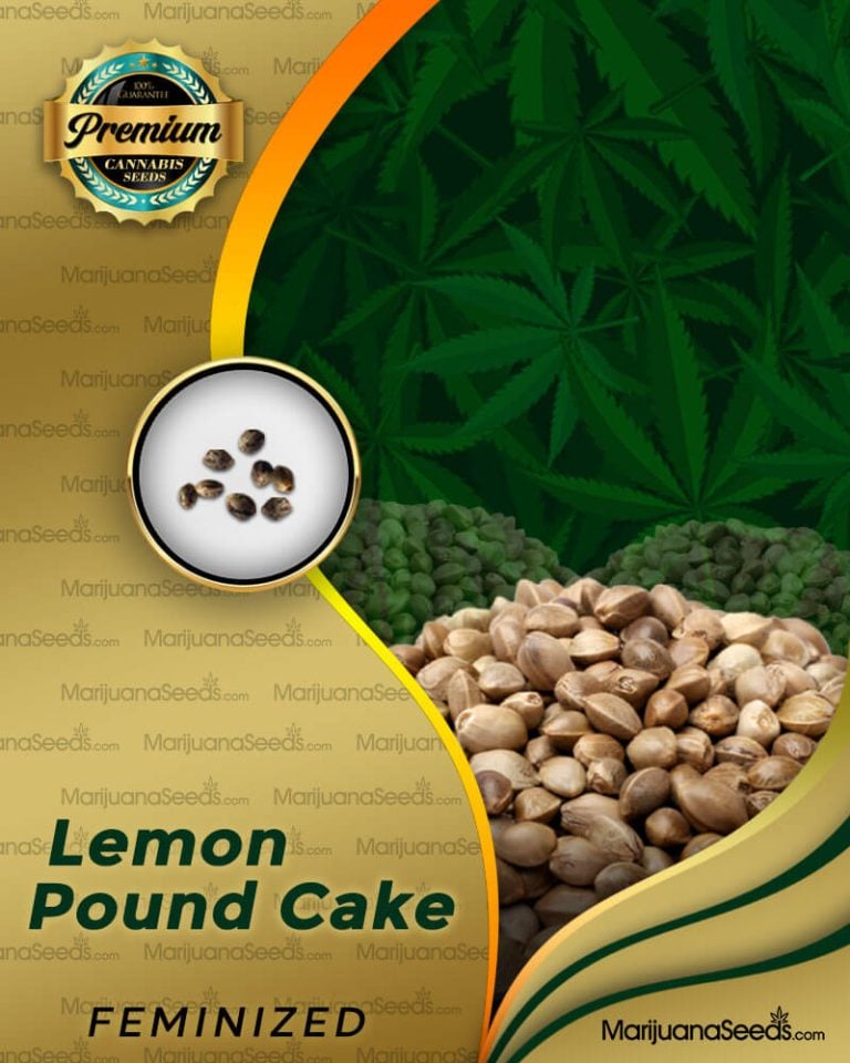 Lemon Pound Cake Strain Feminized Marijuana Seeds