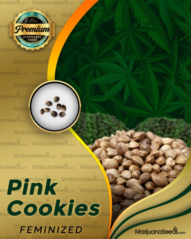 Pink Cookies Strain Feminized Marijuana Seeds