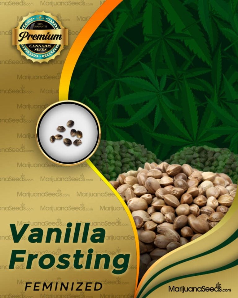 Vanilla Frosting Strain Feminized Marijuana Seeds