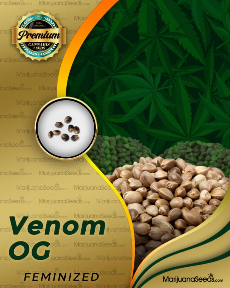 Venom OG Strain Feminized Marijuana Seeds