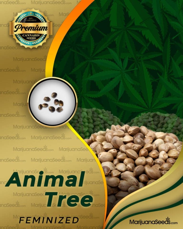 Animal Tree Strain Feminized Marijuana Seeds