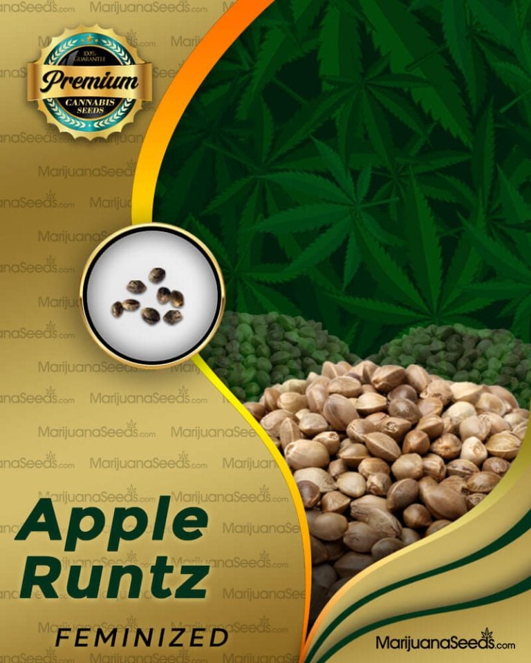 Apple Runtz Strain Feminized Marijuana Seeds