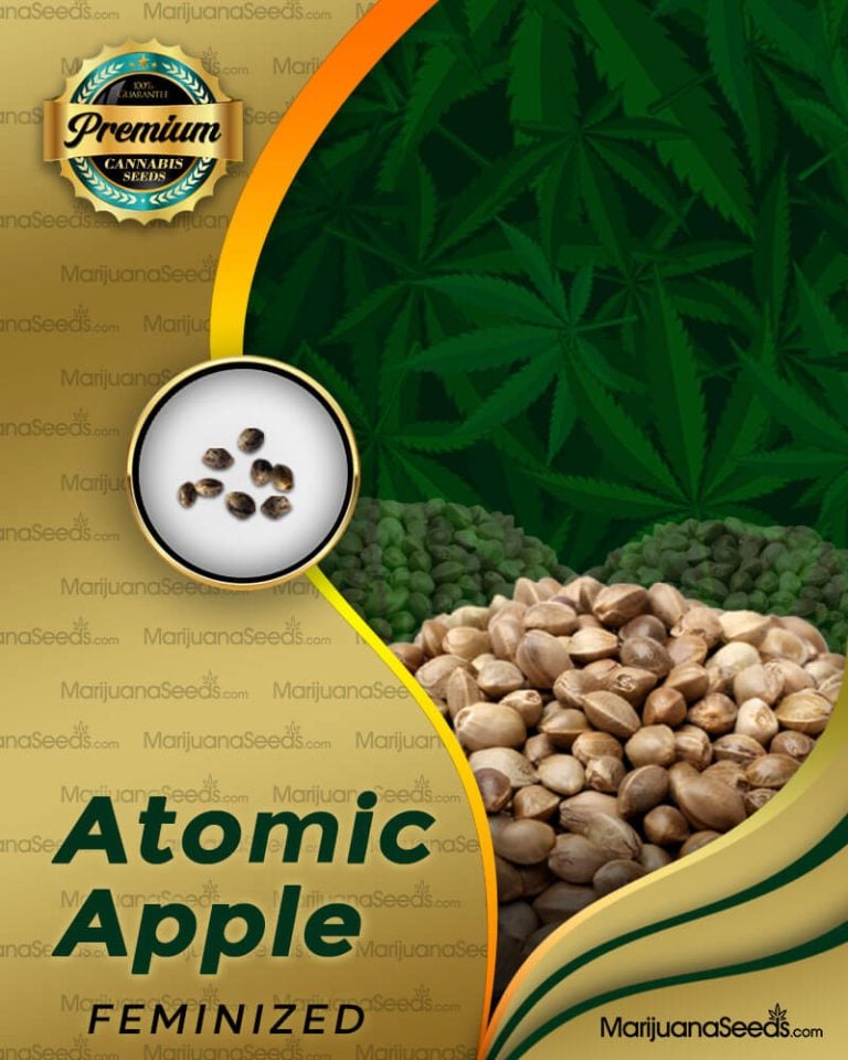 Atomic Apple Strain Feminized Marijuana Seeds