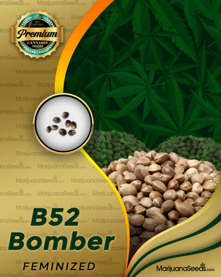 B52 Bomber Strain Feminized Marijuana Seeds