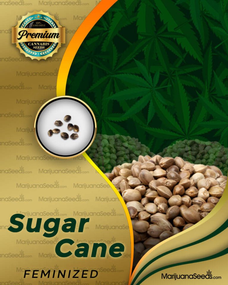 Sugar Cane Strain Feminized Marijuana Seeds