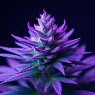 purple weed strains list