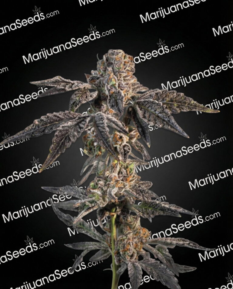 5 Alive Strain