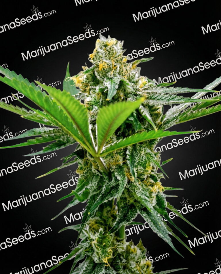 Auto CBD Cheese Strain