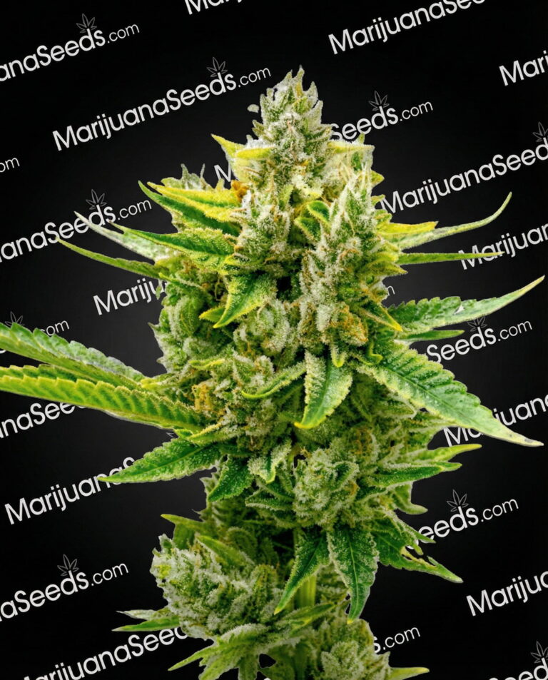 Auto CBD Critical Mass Strain