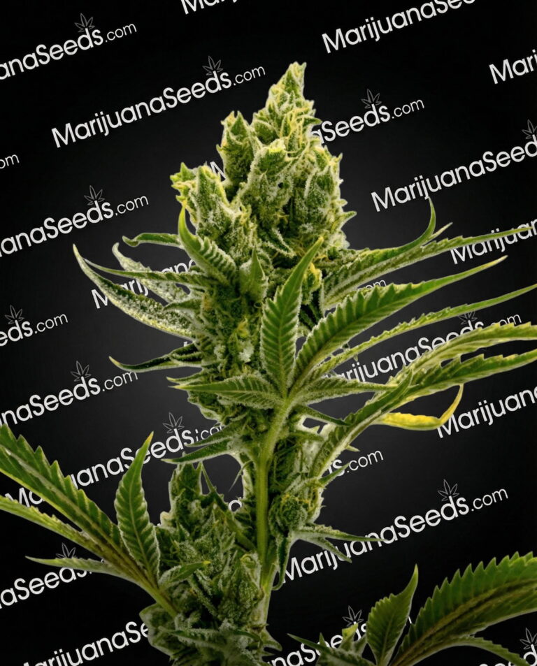 Auto CBD Haze Strain