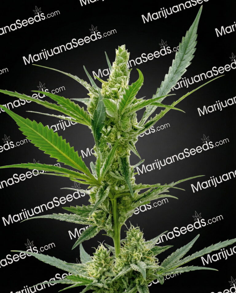 Auto CBD Kush Strain