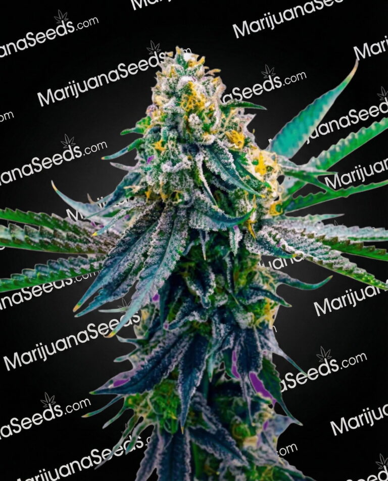 Blueberry x Big Bud Strain