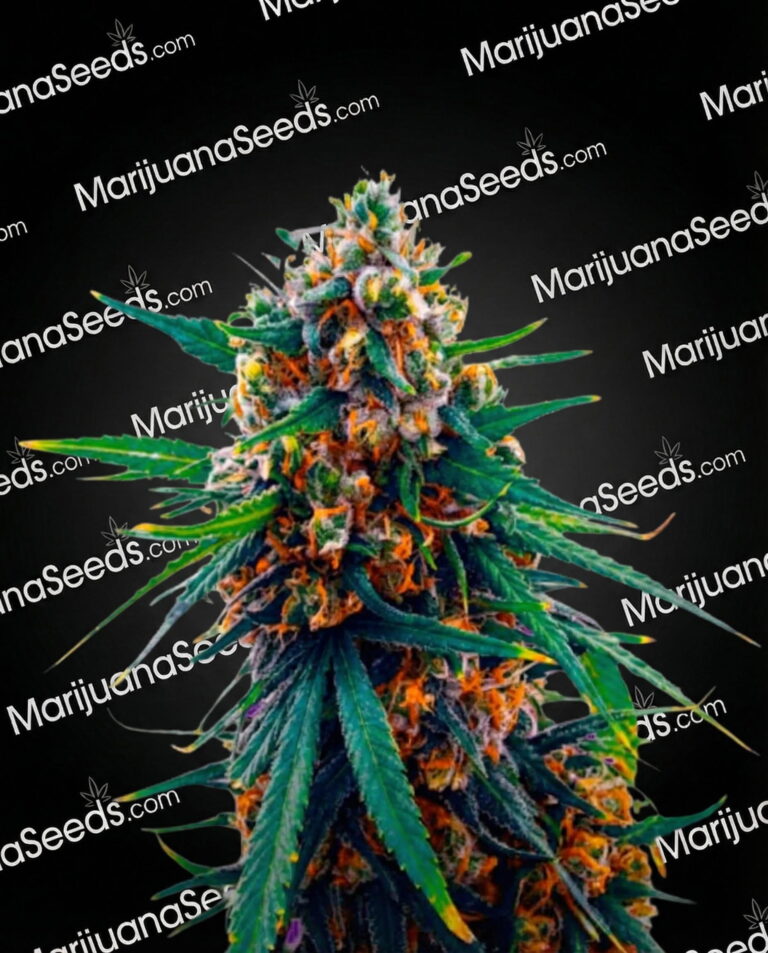 Blueberry x Big Devil Strain
