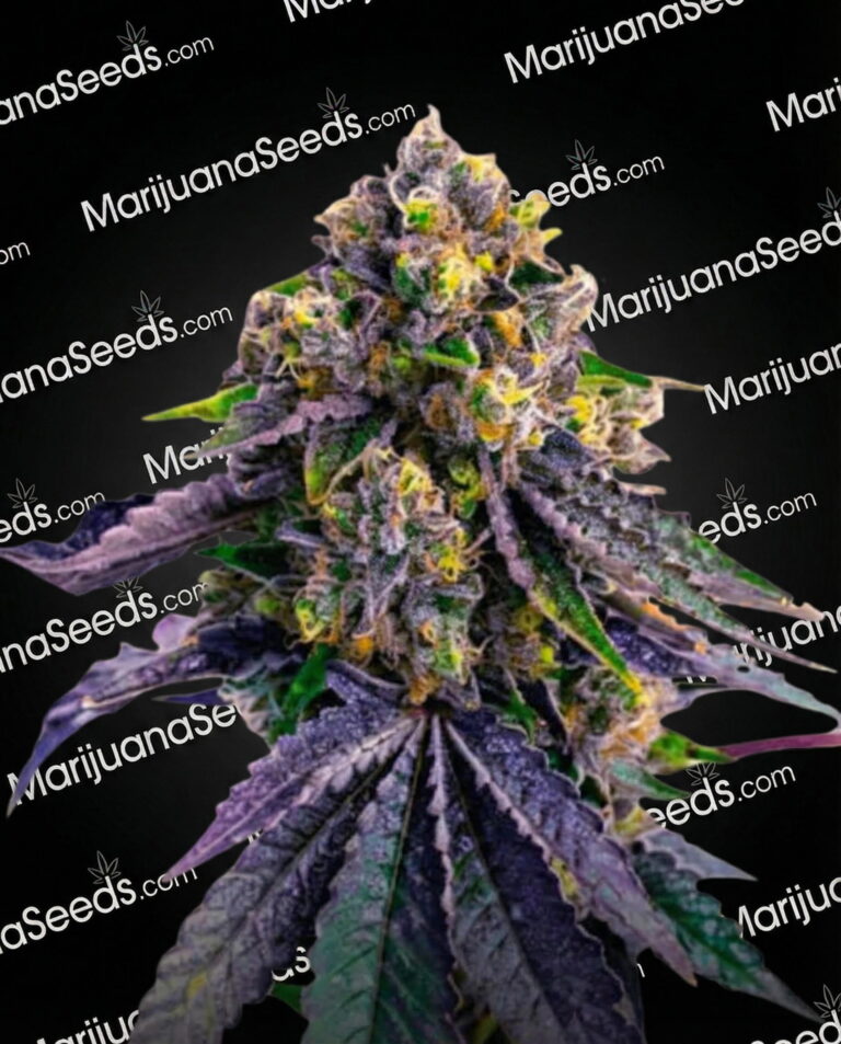 Blueberry x Jack Herer Strain
