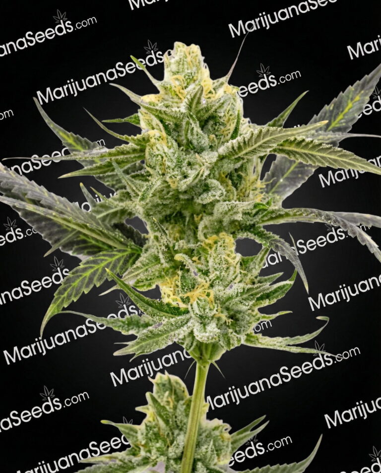 Blueberry x Mazar Strain