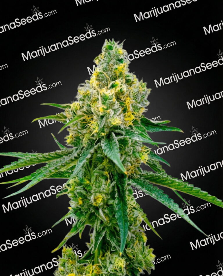 CBD Harlequin Strain
