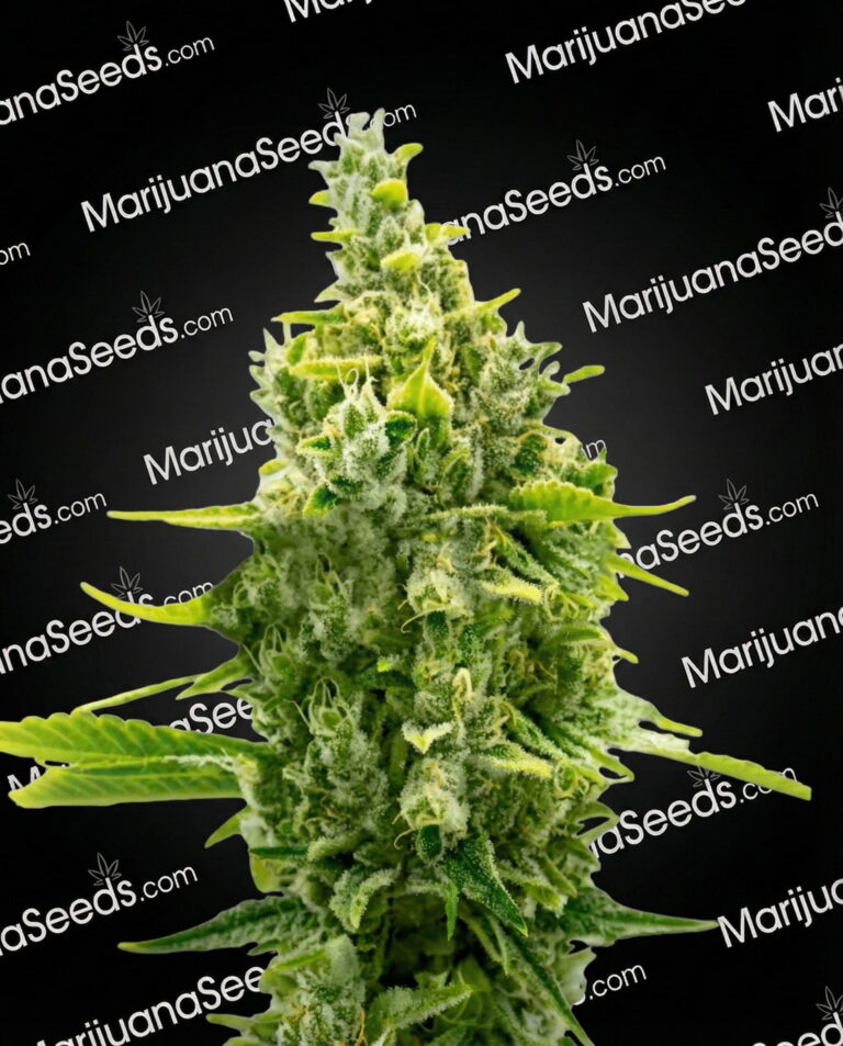 CBD Haze Strain