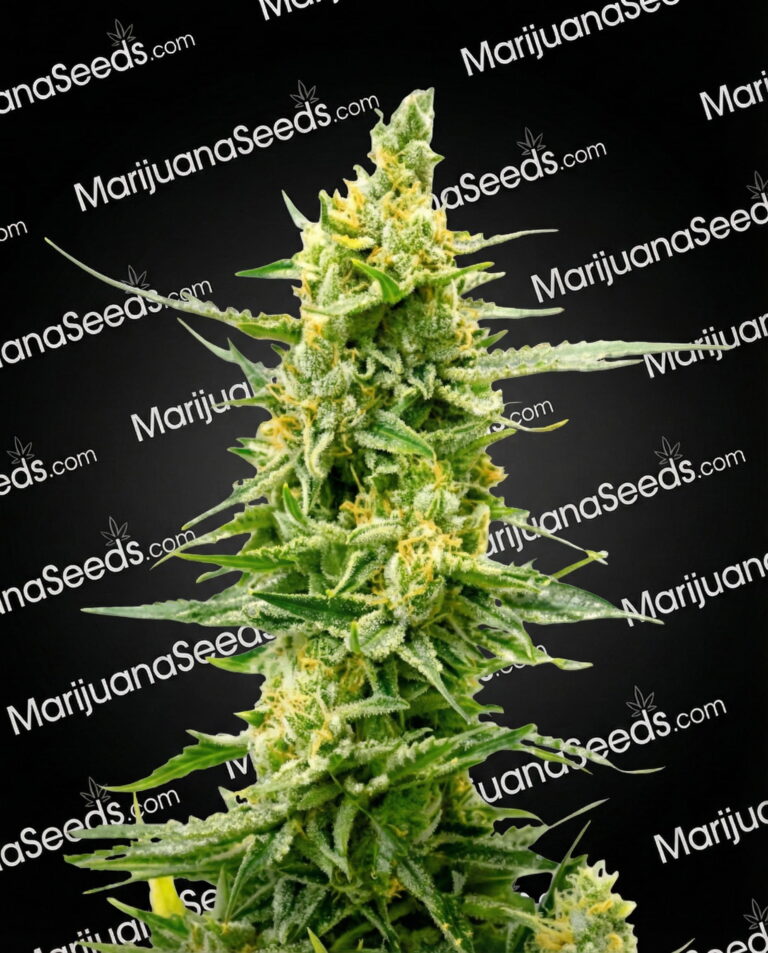 CBD Strawberry Kush Strain