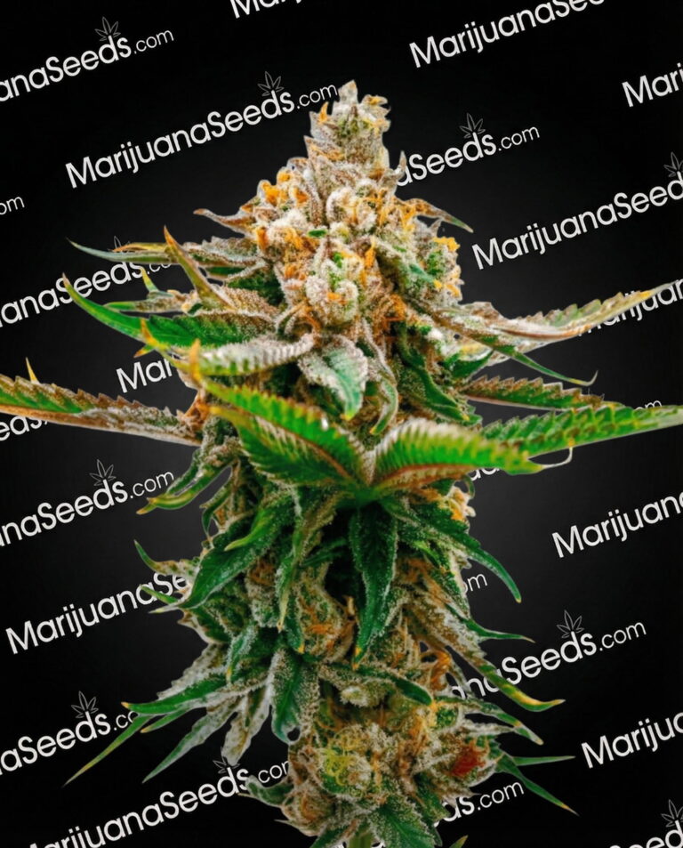 CBD Strawberry Strain
