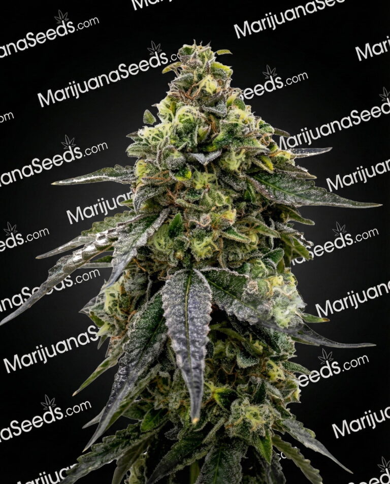 CBD Tangie Kush Strain