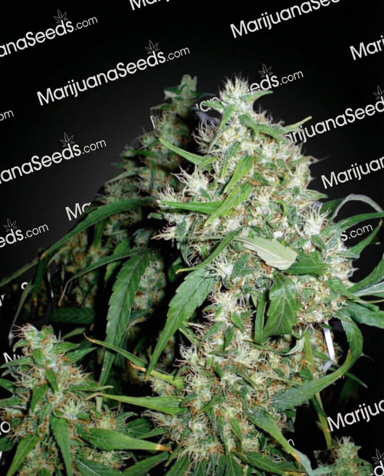 Critical Fast Bud Strain