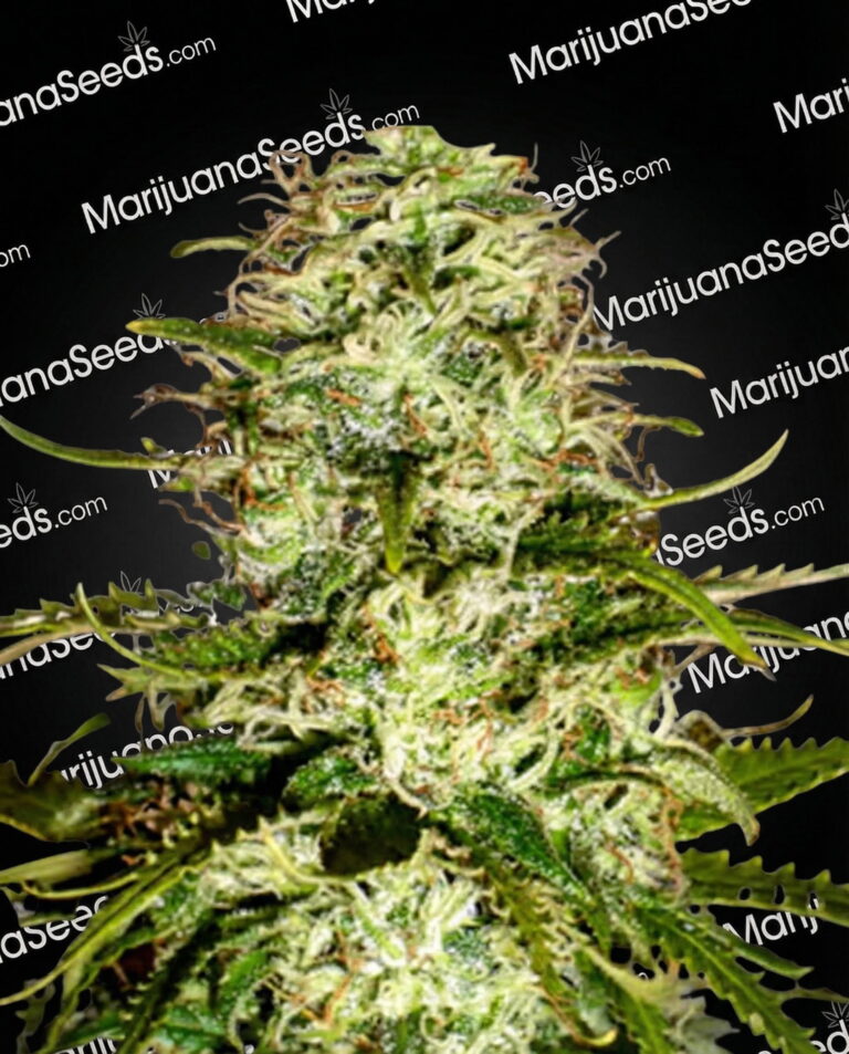 Critical x AK47 Strain