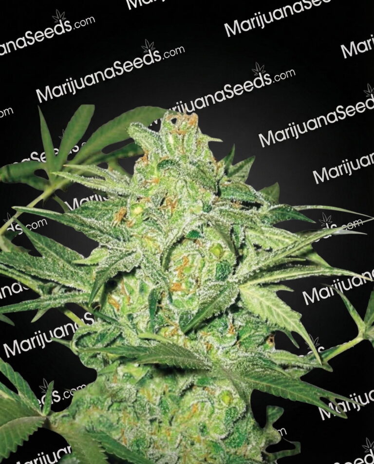 Northern Lights #10 Strain