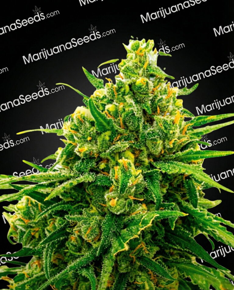 Auto CBD White Widow Strain