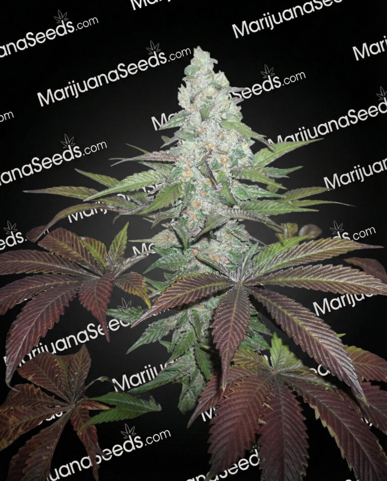 X-Kush #1 Strain