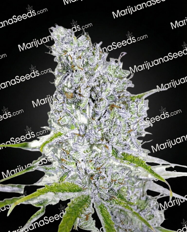 Zkitllez Strain