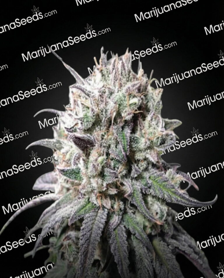 Zombie D.F. Strain