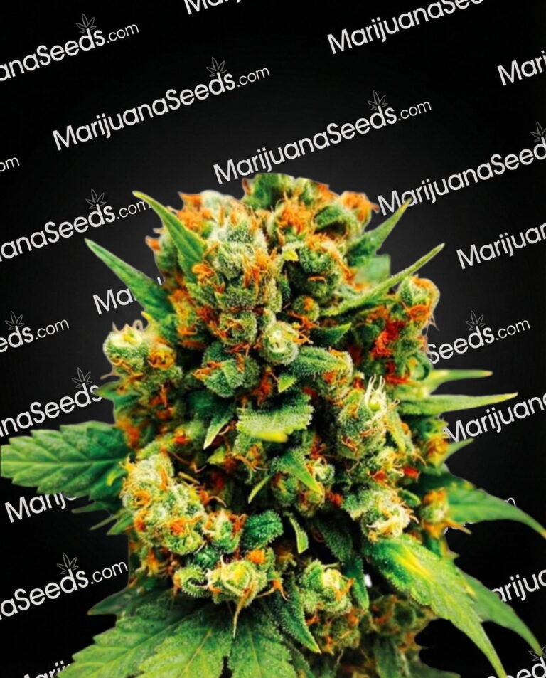 Afghan Kush x Super Skunk Strain