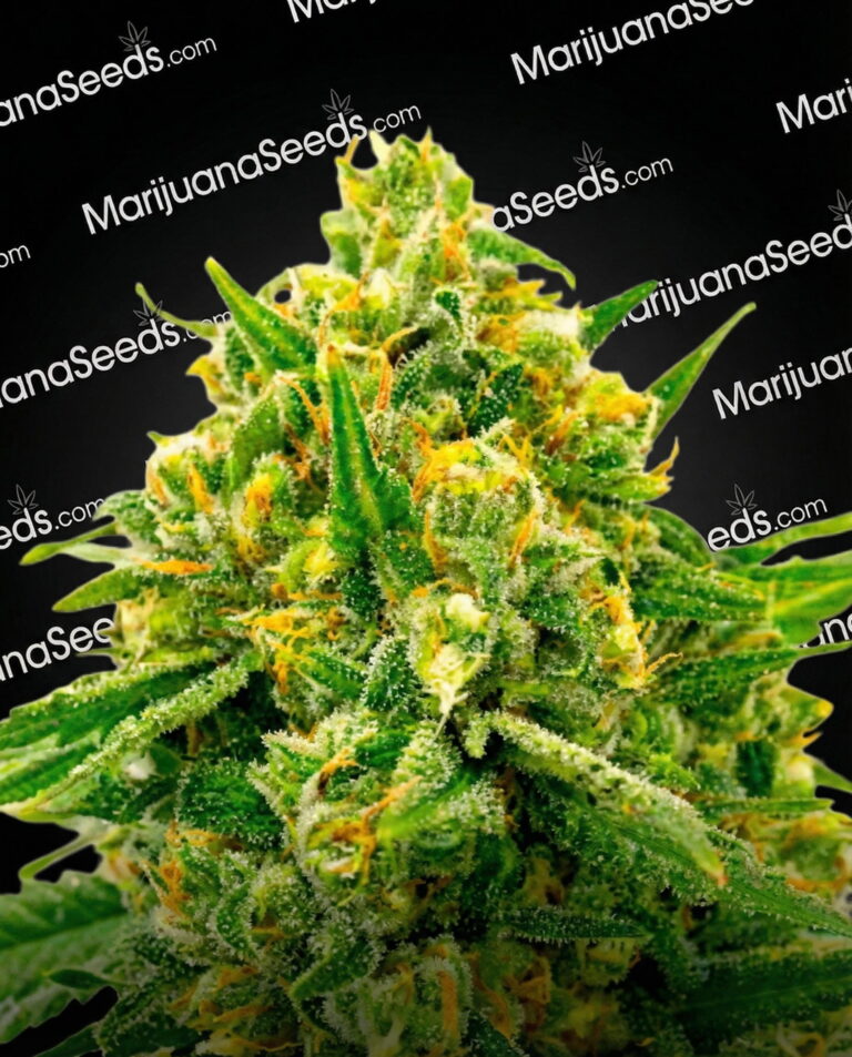 Afghani Hawaiian x laos x Jamaica Strain