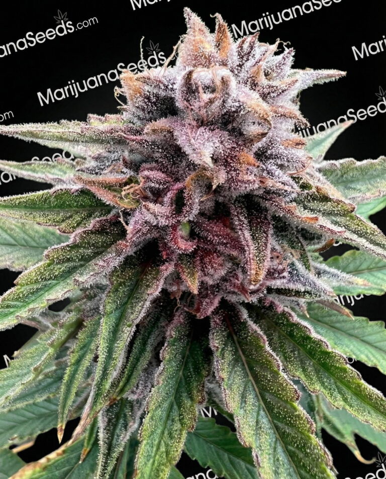 Agent Tangie Strain