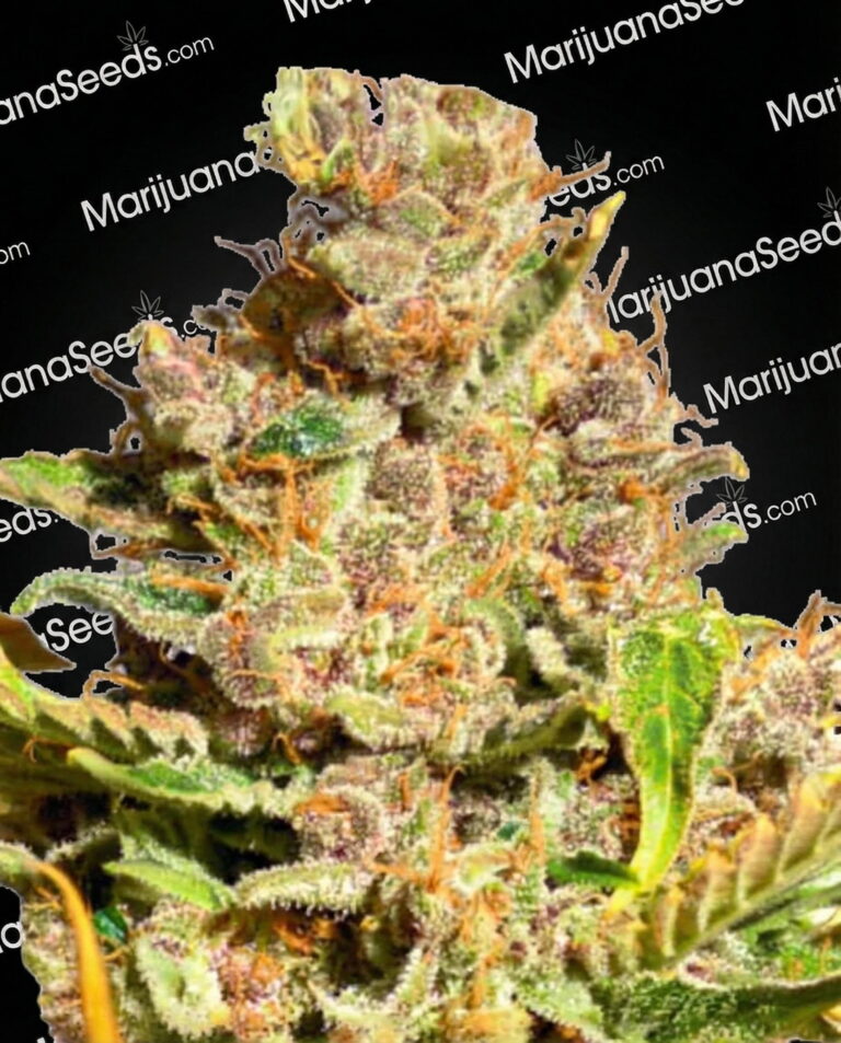 Alien Gorilla Glue Strain