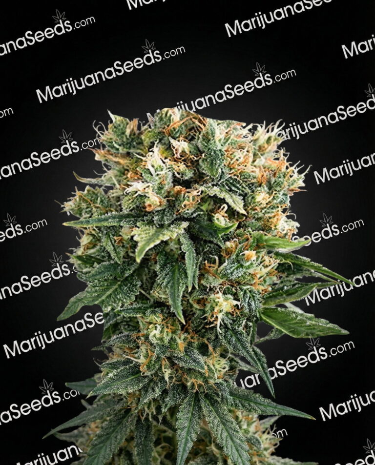 Amnexia x Ak47 Strain