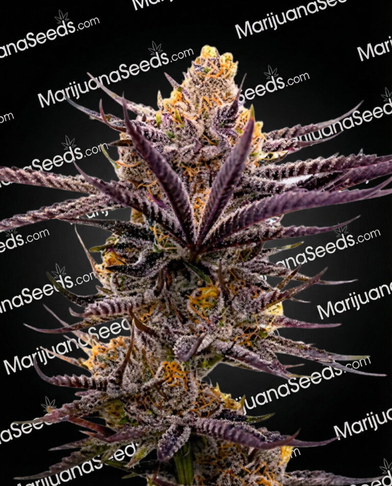Blueberry Badazz OG Strain