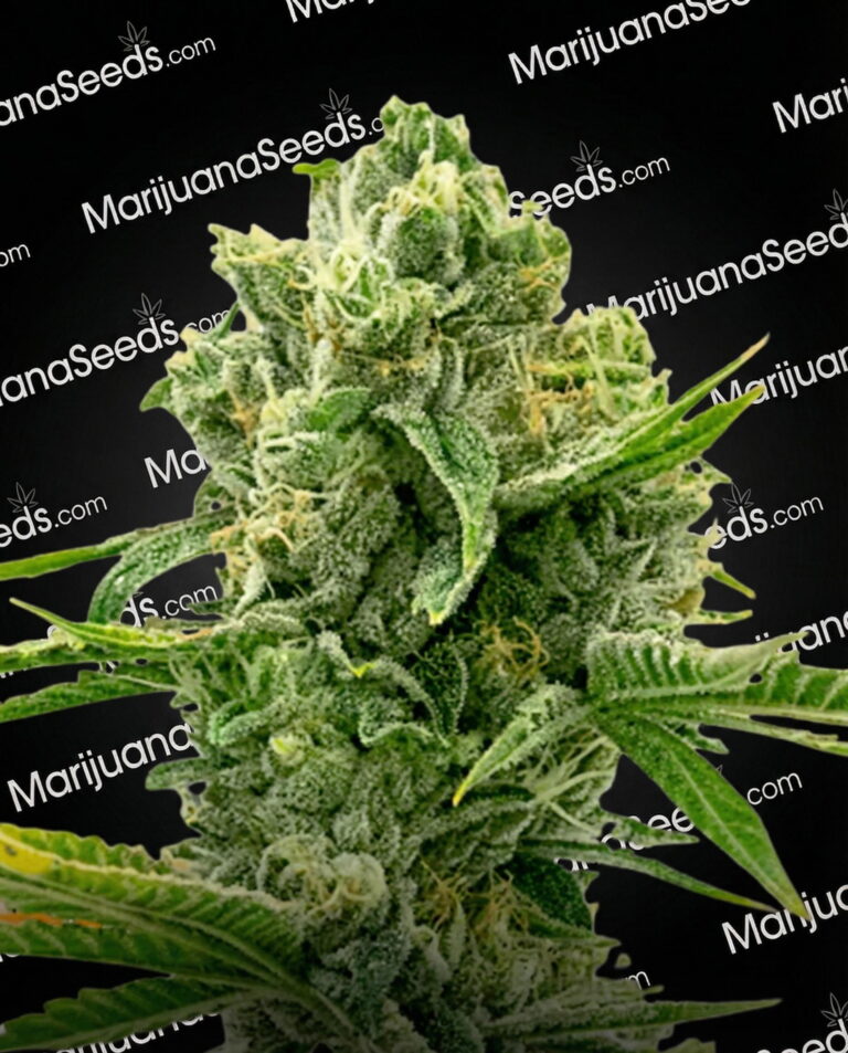 Bruce Banner x Carmen Strain