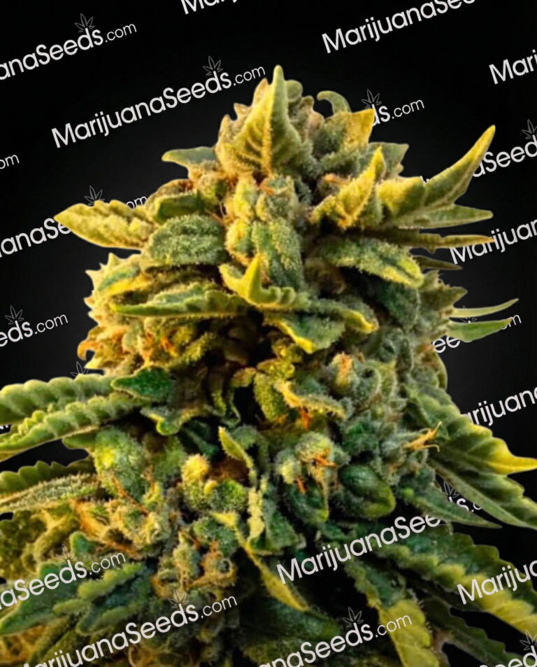 Bruce Banner x Chocolope Strain