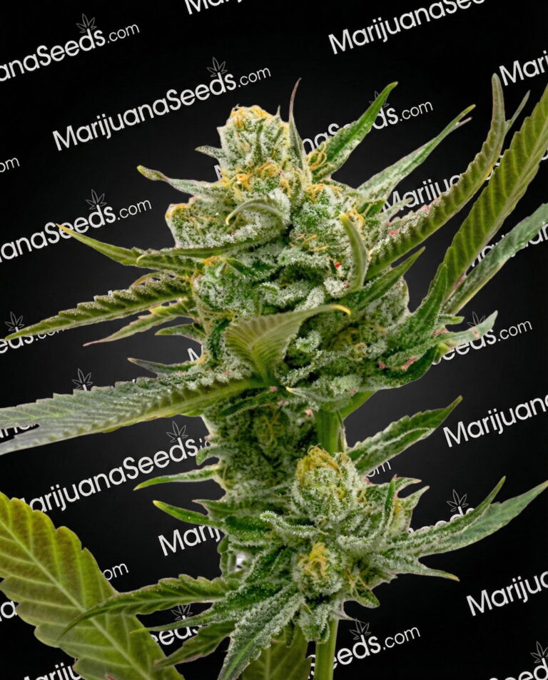 Bruce Banner x Kali Mist Strain