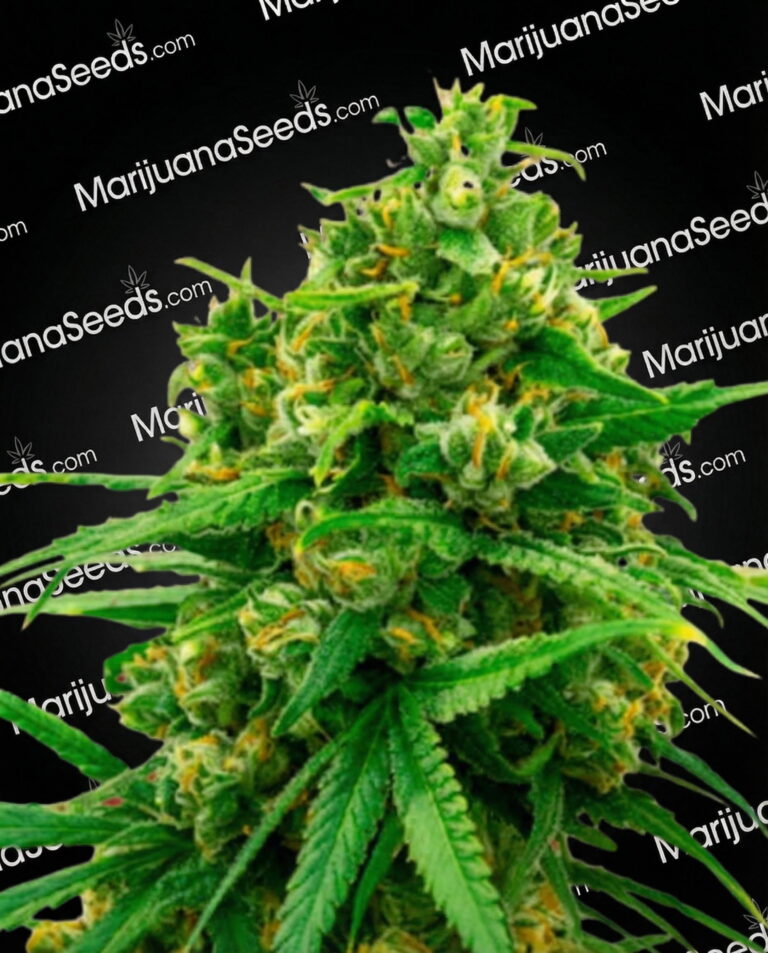 Bruce Banner x Mochalope Strain