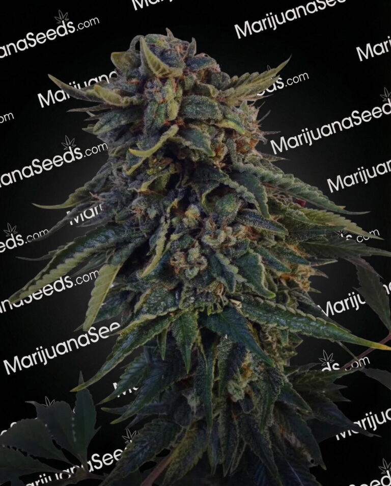 Bruce Banner x White Russian Strain