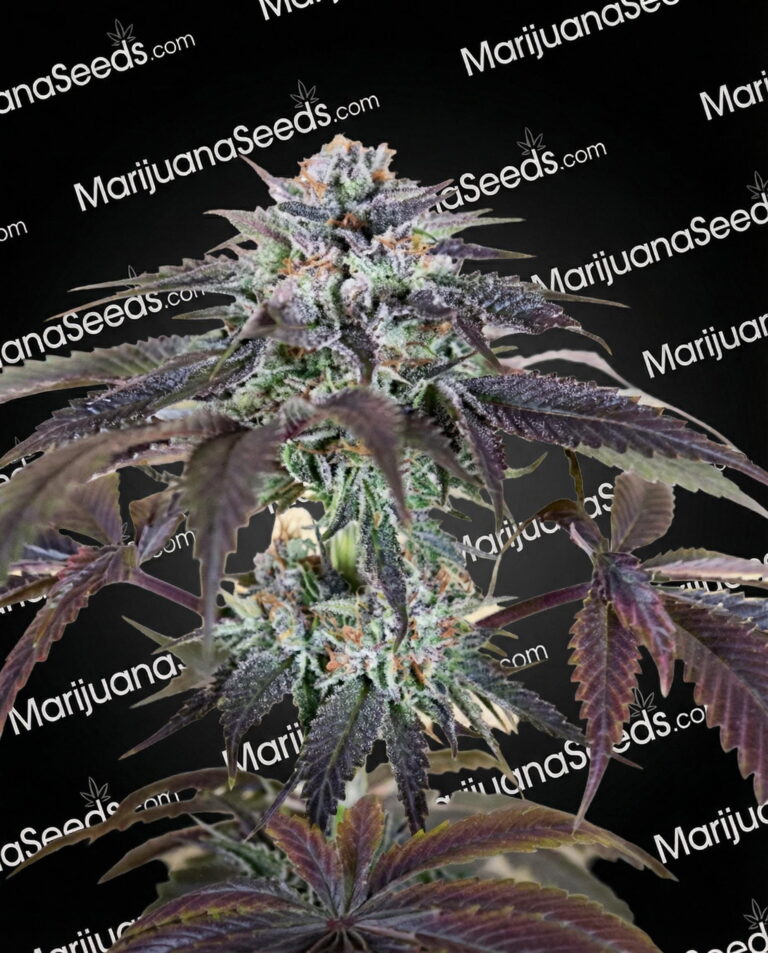 Bubba Gift Strain