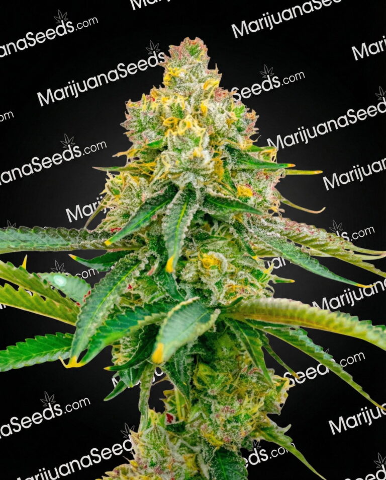 Bubblegum Haze Strain