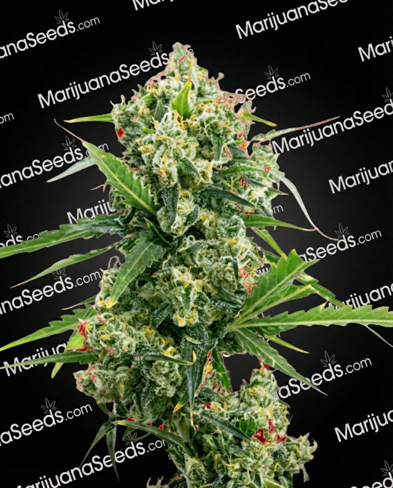 California Orange x Skunk Strain