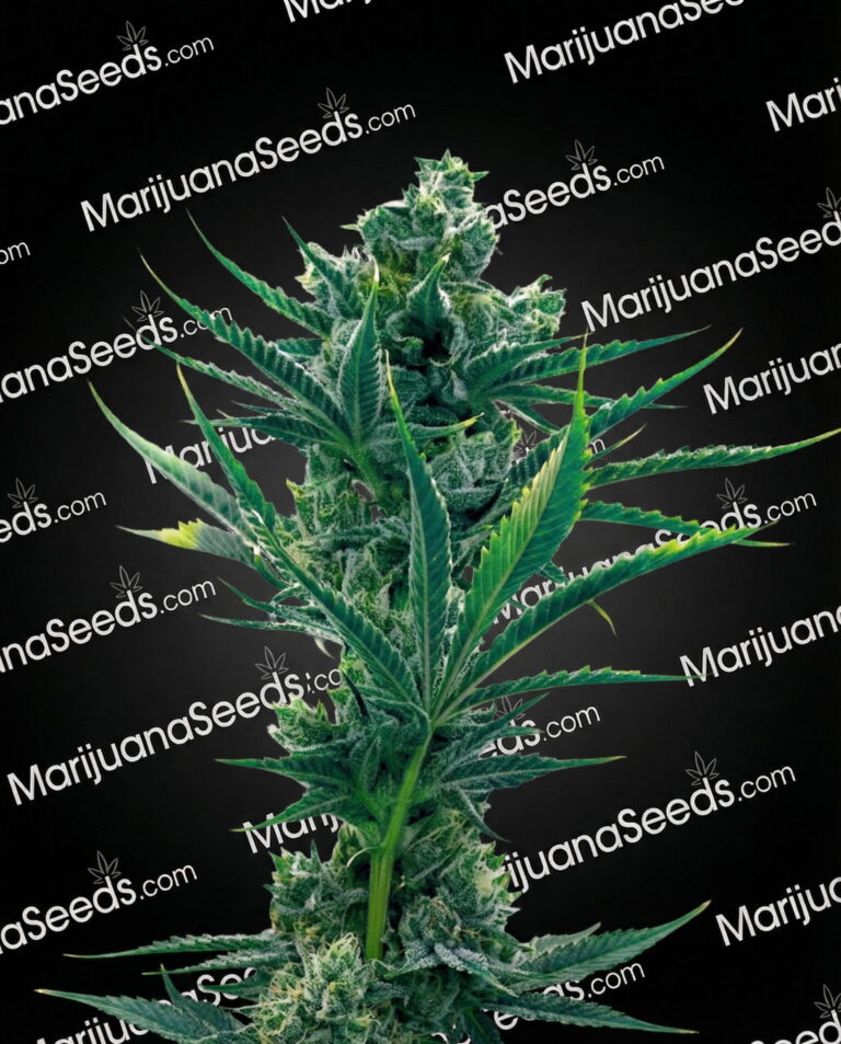 Critical Blue Strain