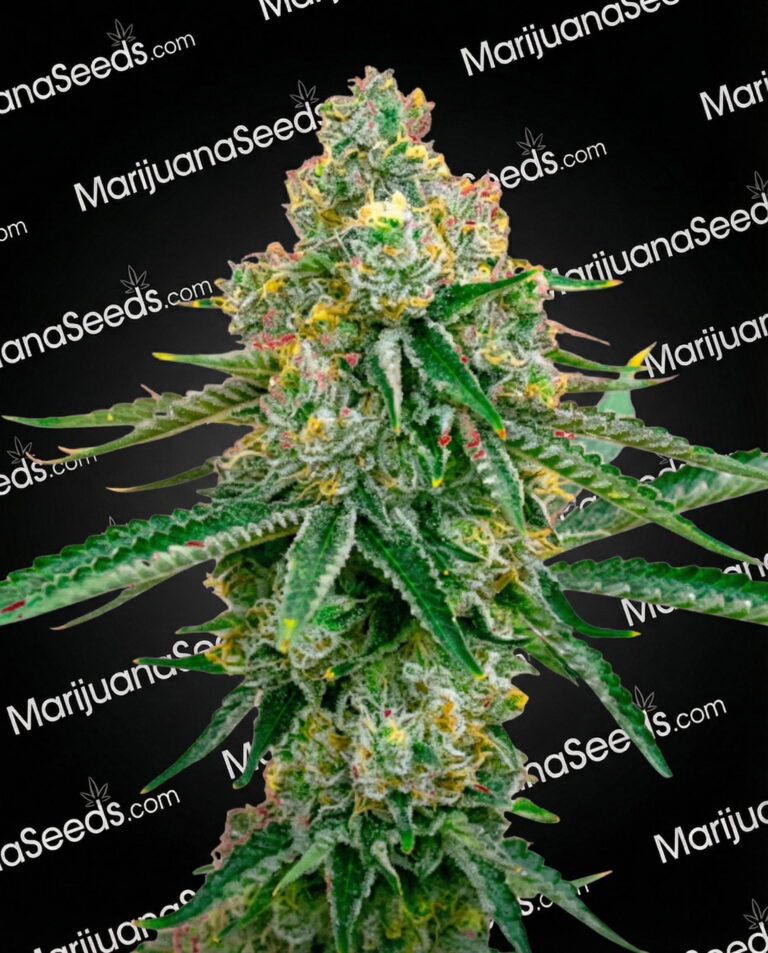 Critical x Amnesia Strain