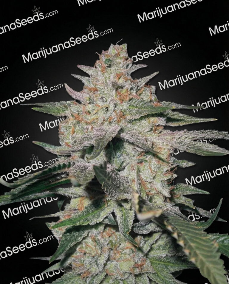 Northern Critical Strain